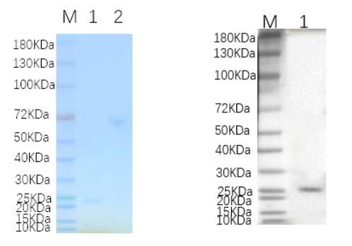 1. FGF7-1900C <br />2. BSA